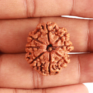 8 Mukhi Nepalese Rudraksha - Bead No. 334