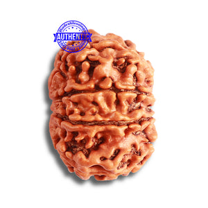 8 Mukhi Nepalese Rudraksha - Bead No. 334