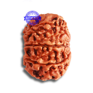 8 Mukhi Nepalese Rudraksha - Bead No. 334