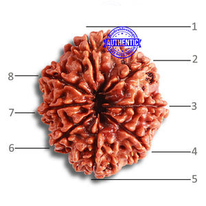 8 Mukhi Nepalese Rudraksha - Bead No. 335