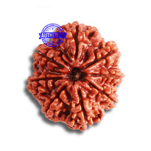 Load image into Gallery viewer, 8 Mukhi Nepalese Rudraksha - Bead No. 335
