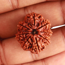 Load image into Gallery viewer, 8 Mukhi Nepalese Rudraksha - Bead No. 335
