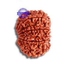 Load image into Gallery viewer, 8 Mukhi Nepalese Rudraksha - Bead No. 335
