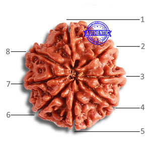 8 Mukhi Nepalese Rudraksha - Bead No. 336