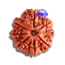 Load image into Gallery viewer, 8 Mukhi Nepalese Rudraksha - Bead No. 336
