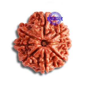 8 Mukhi Nepalese Rudraksha - Bead No. 336