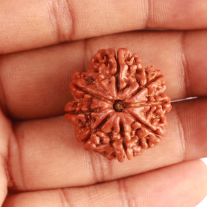 8 Mukhi Nepalese Rudraksha - Bead No. 336