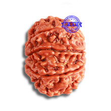 Load image into Gallery viewer, 8 Mukhi Nepalese Rudraksha - Bead No. 336
