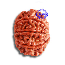 Load image into Gallery viewer, 8 Mukhi Nepalese Rudraksha - Bead No. 336
