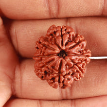 Load image into Gallery viewer, 8 Mukhi Nepalese Rudraksha - Bead No. 337
