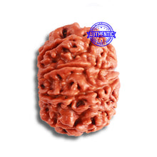 Load image into Gallery viewer, 8 Mukhi Nepalese Rudraksha - Bead No. 337
