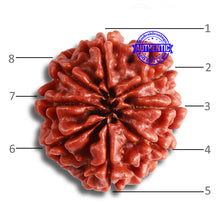 Load image into Gallery viewer, 8 Mukhi Nepalese Rudraksha - Bead No. 338
