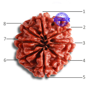 8 Mukhi Nepalese Rudraksha - Bead No. 338