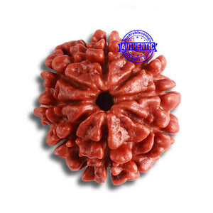 8 Mukhi Nepalese Rudraksha - Bead No. 338