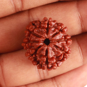 8 Mukhi Nepalese Rudraksha - Bead No. 338