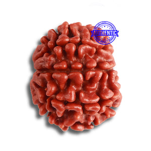 8 Mukhi Nepalese Rudraksha - Bead No. 338