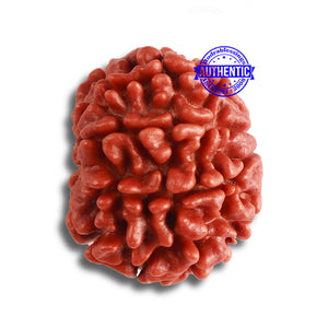 8 Mukhi Nepalese Rudraksha - Bead No. 338