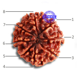 8 Mukhi Nepalese Rudraksha - Bead No. 340