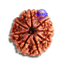 Load image into Gallery viewer, 8 Mukhi Nepalese Rudraksha - Bead No. 340
