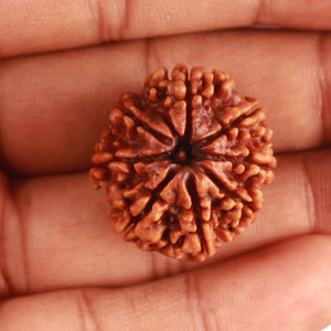 8 Mukhi Nepalese Rudraksha - Bead No. 340