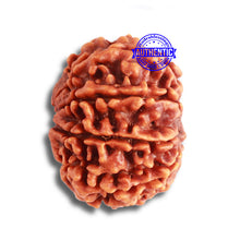 Load image into Gallery viewer, 8 Mukhi Nepalese Rudraksha - Bead No. 340
