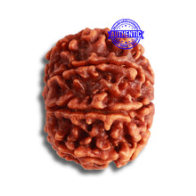 Load image into Gallery viewer, 8 Mukhi Nepalese Rudraksha - Bead No. 340
