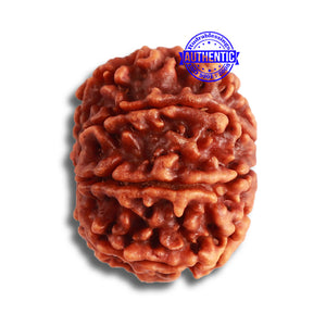 8 Mukhi Nepalese Rudraksha - Bead No. 340