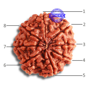 8 Mukhi Nepalese Rudraksha - Bead No. 341