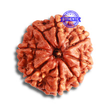 Load image into Gallery viewer, 8 Mukhi Nepalese Rudraksha - Bead No. 341
