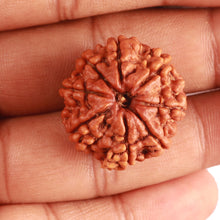 Load image into Gallery viewer, 8 Mukhi Nepalese Rudraksha - Bead No. 341
