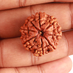 8 Mukhi Nepalese Rudraksha - Bead No. 341