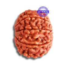 Load image into Gallery viewer, 8 Mukhi Nepalese Rudraksha - Bead No. 341
