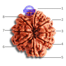 Load image into Gallery viewer, 8 Mukhi Nepalese Rudraksha - Bead No. 342
