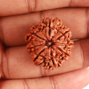 8 Mukhi Nepalese Rudraksha - Bead No. 342