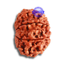 Load image into Gallery viewer, 8 Mukhi Nepalese Rudraksha - Bead No. 342
