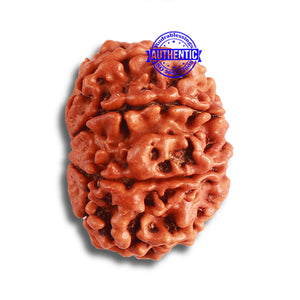 8 Mukhi Nepalese Rudraksha - Bead No. 342