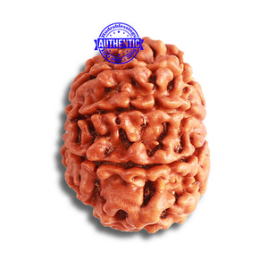 8 Mukhi Nepalese Rudraksha - Bead No. 342