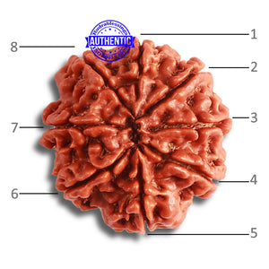 8 Mukhi Nepalese Rudraksha - Bead No. 344