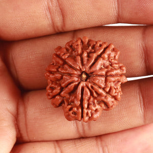 8 Mukhi Nepalese Rudraksha - Bead No. 344