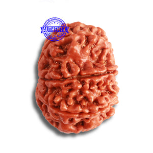 8 Mukhi Nepalese Rudraksha - Bead No. 344