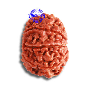 8 Mukhi Nepalese Rudraksha - Bead No. 344