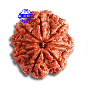 8 Mukhi Nepalese Rudraksha - Bead No. 345