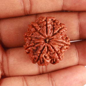 8 Mukhi Nepalese Rudraksha - Bead No. 345