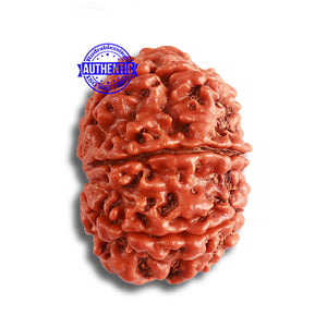 8 Mukhi Nepalese Rudraksha - Bead No. 345