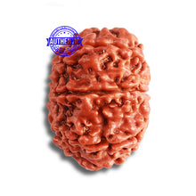 Load image into Gallery viewer, 8 Mukhi Nepalese Rudraksha - Bead No. 345
