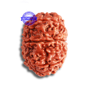 8 Mukhi Nepalese Rudraksha - Bead No. 345