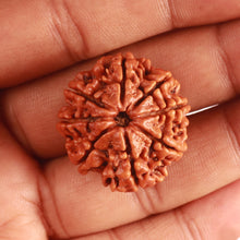 Load image into Gallery viewer, 8 Mukhi Nepalese Rudraksha - Bead No. 346
