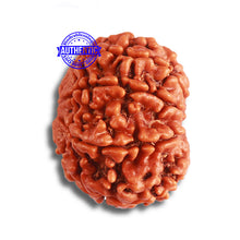 Load image into Gallery viewer, 8 Mukhi Nepalese Rudraksha - Bead No. 346
