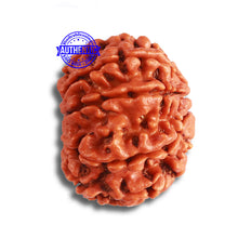 Load image into Gallery viewer, 8 Mukhi Nepalese Rudraksha - Bead No. 346
