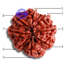 Load image into Gallery viewer, 8 Mukhi Nepalese Rudraksha - Bead No. 347
